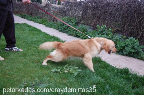 ice Dişi Golden Retriever