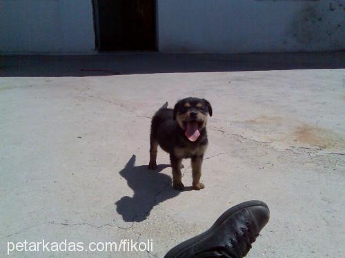 daisy Dişi Rottweiler