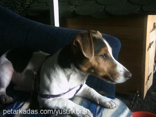 lady Dişi Jack Russell Terrier