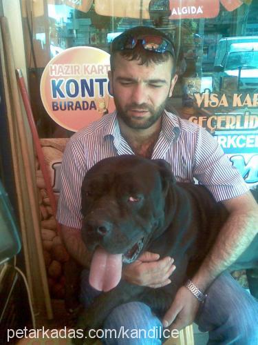 carlos Erkek Napoliten Mastiff