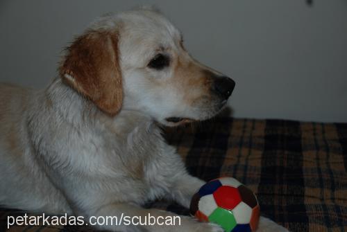 fındık Dişi Golden Retriever