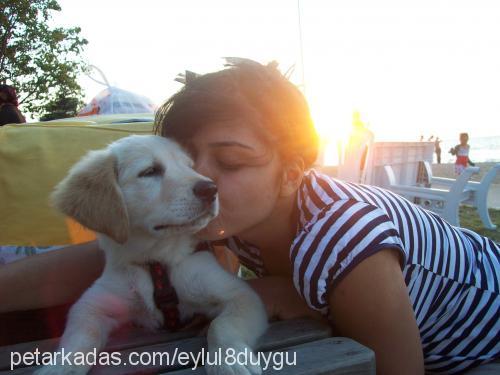 eylül Dişi Golden Retriever