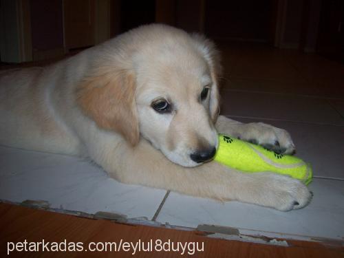 eylül Dişi Golden Retriever