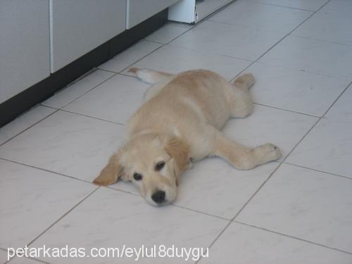 eylül Dişi Golden Retriever