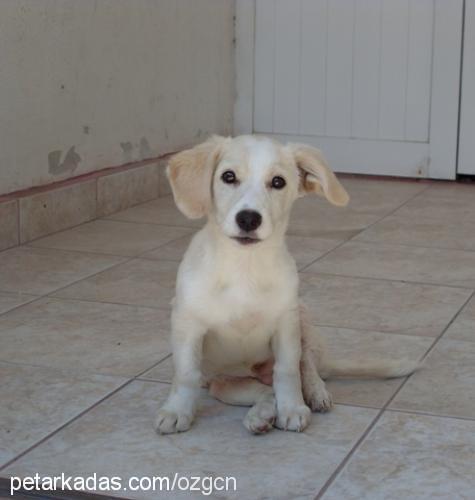 bıdık Erkek Labrador Retriever