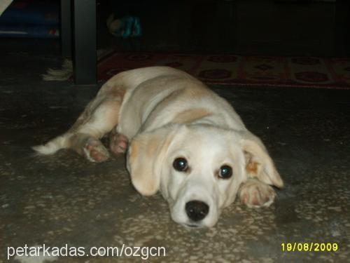 bıdık Erkek Labrador Retriever