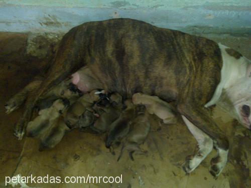 mini-flameses Dişi Amerikan Staffordshire Terrier