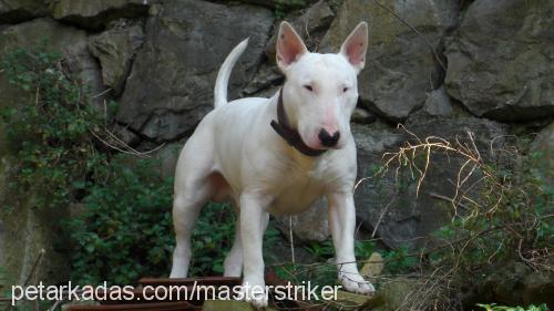 miço Erkek Bull Terrier