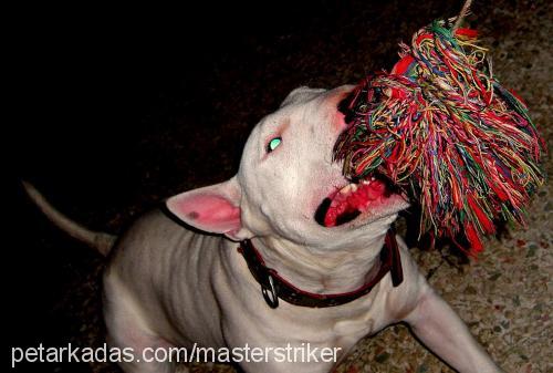 miço Erkek Bull Terrier