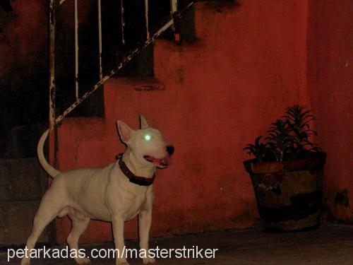 miço Erkek Bull Terrier