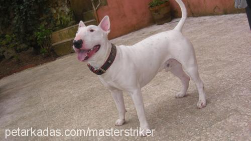 miço Erkek Bull Terrier