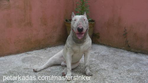 miço Erkek Bull Terrier