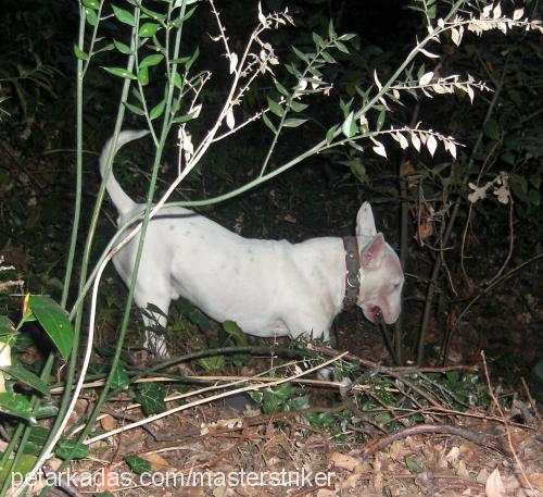 miço Erkek Bull Terrier