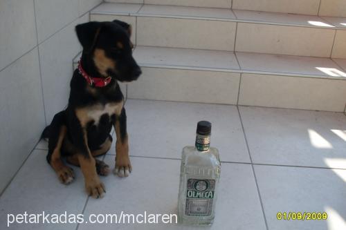 tekİla Dişi Rottweiler