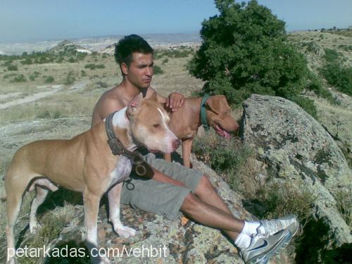 bhuş Erkek Amerikan Staffordshire Terrier