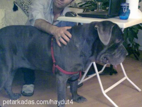 yosun Dişi Napoliten Mastiff