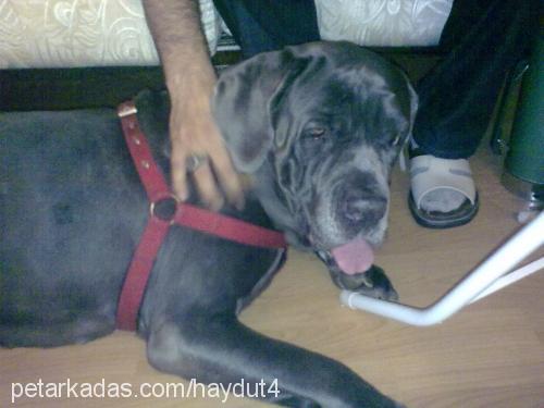 yosun Dişi Napoliten Mastiff