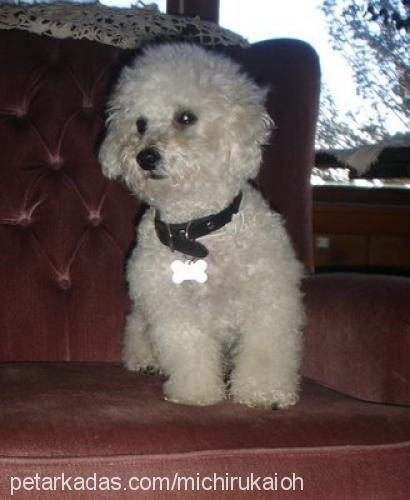 mishka Dişi Poodle (Standart Kaniş)