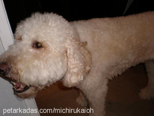 mishka Dişi Poodle (Standart Kaniş)