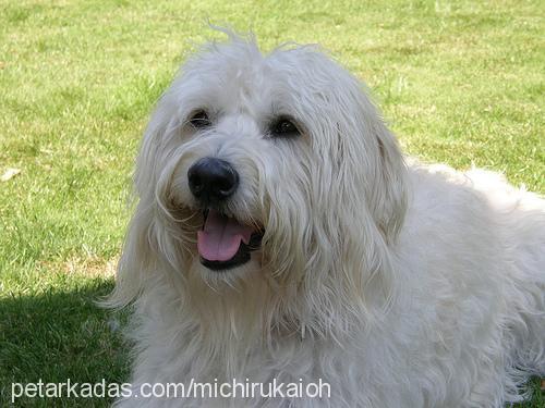 mishka Dişi Poodle (Standart Kaniş)