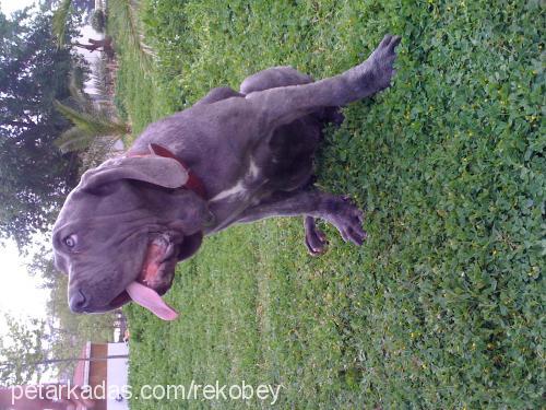 grey Dişi Napoliten Mastiff