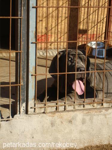 grey Dişi Napoliten Mastiff