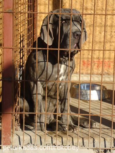 grey Dişi Napoliten Mastiff