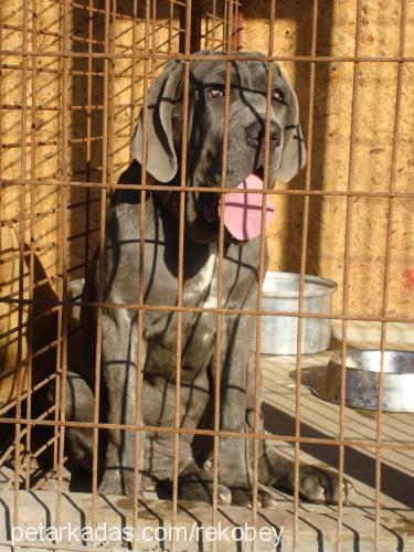 grey Dişi Napoliten Mastiff