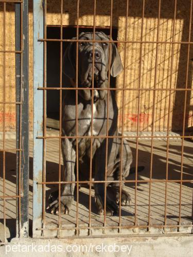 grey Dişi Napoliten Mastiff