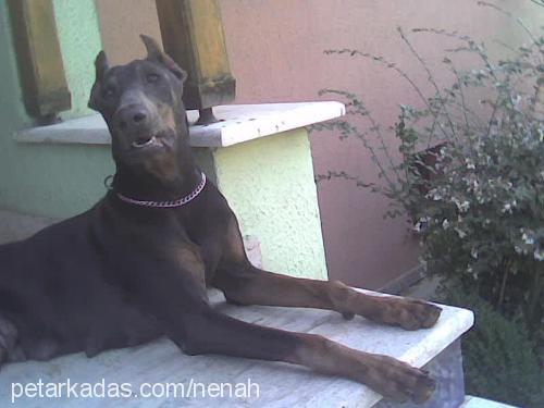 nenah Dişi Doberman Pinscher