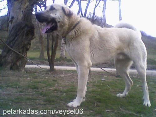 duffy Erkek Kangal