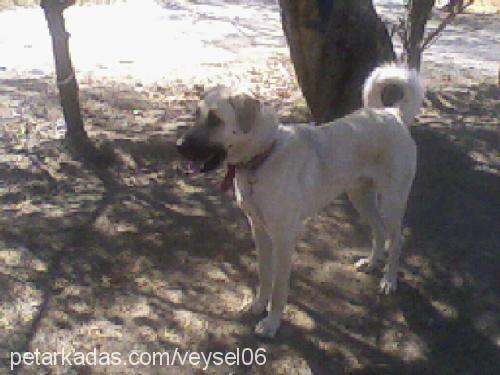 duffy Erkek Kangal