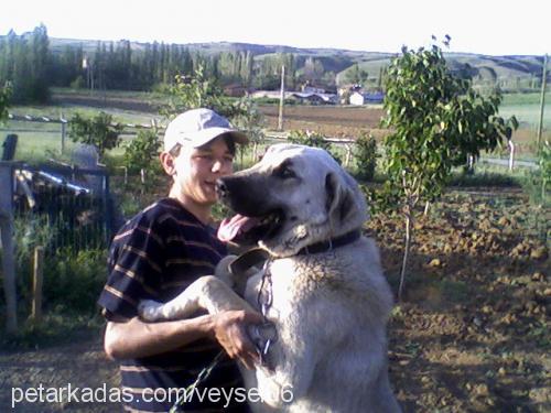 duffy Erkek Kangal