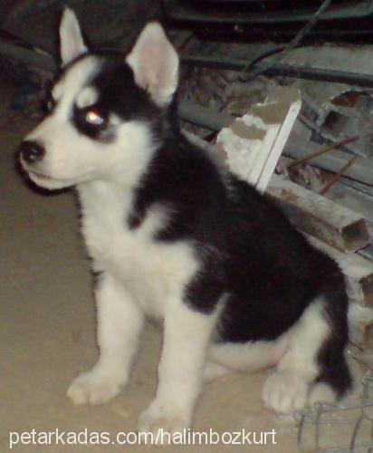 buzzy Dişi Sibirya Kurdu (Husky)