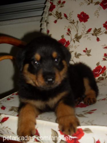 oğul Erkek Rottweiler