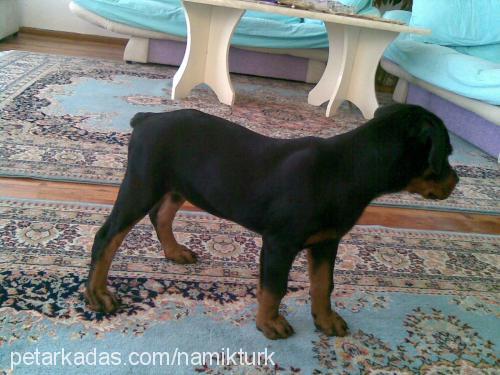 dona Dişi Rottweiler