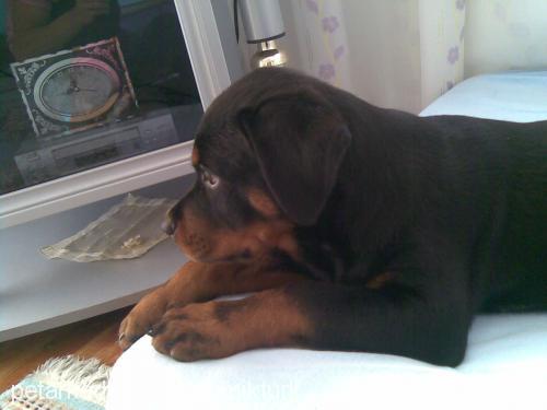 dona Dişi Rottweiler