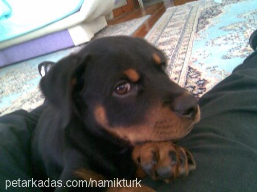 dona Dişi Rottweiler