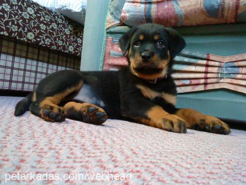 hera Dişi Rottweiler