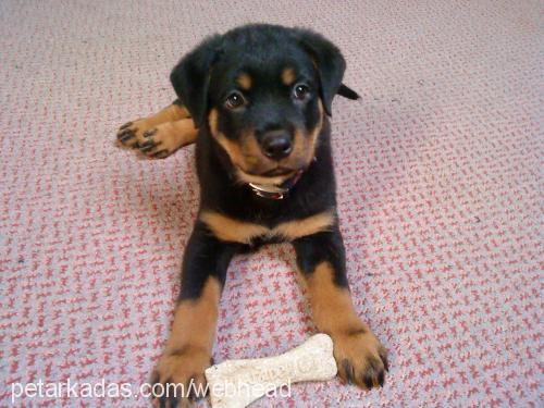 hera Dişi Rottweiler