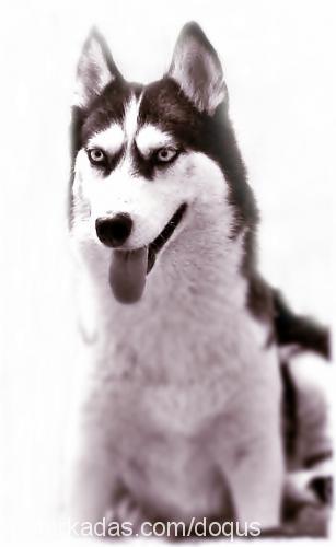 kaya Dişi Sibirya Kurdu (Husky)