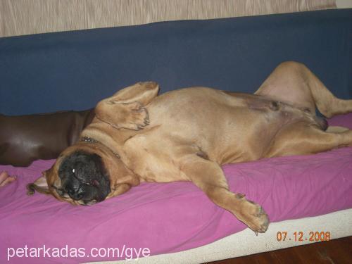 carlito Erkek Mastiff