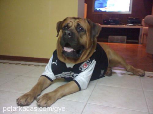 carlito Erkek Mastiff