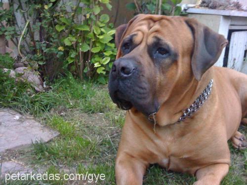 carlito Erkek Mastiff