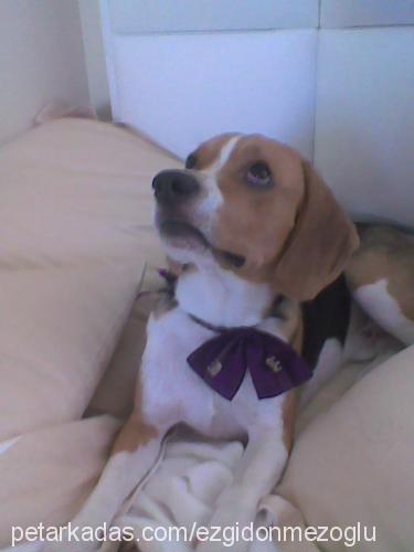 whisky Erkek Beagle