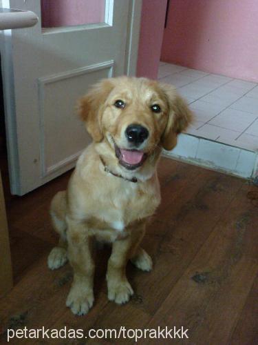 toprak Erkek Golden Retriever