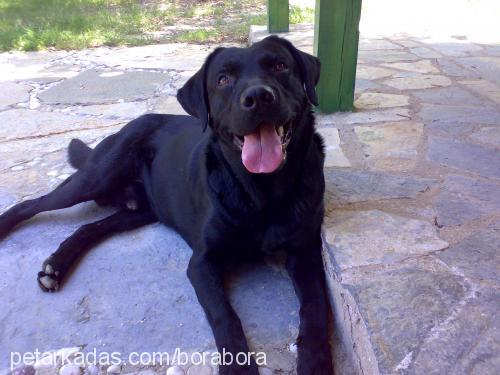 paşa Erkek Labrador Retriever