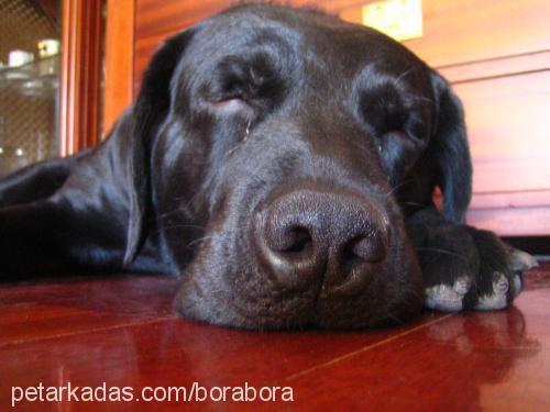 paşa Erkek Labrador Retriever