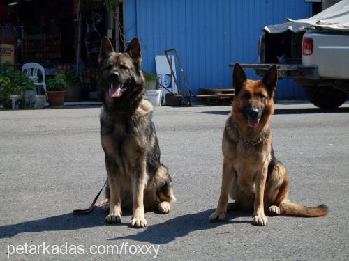 lino Erkek Alman Çoban Köpeği