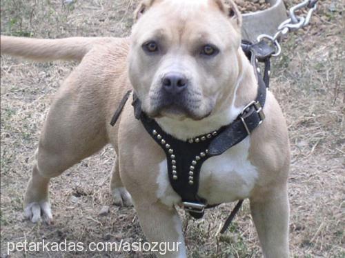 asi Dişi Amerikan Pitbull Terrier